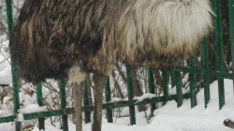 Нафтови горелки бумтят в Столичния зоопарк