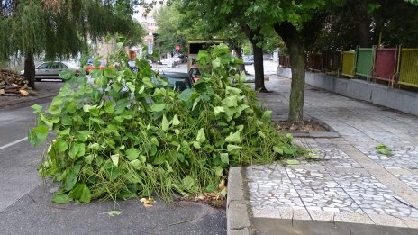 Изсъхнал клон падна върху дете на детска площадка в Бургас 