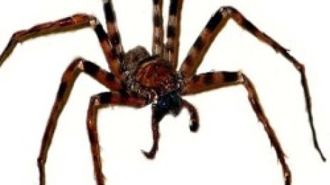 В Бристолския зоопарк лекуват страх от паяци