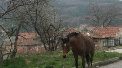 Кон нахапа до смърт стопанина си в Ямболско