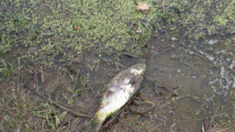 Мъртва риба в язовир "Фисека"