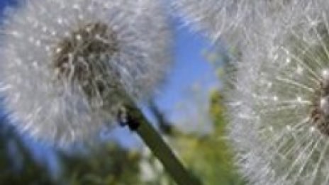 Глухарчето &ndash; лек от природата