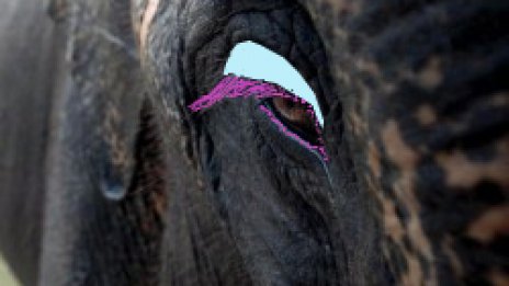 Полски слон мина "под дъгата"