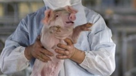 А/H1N1 мутира, става по-опасен от СПИН