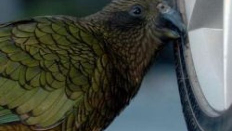 Крадни, шашни и отлети, птицо проклета!