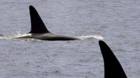 Норвегия спира лова на китове