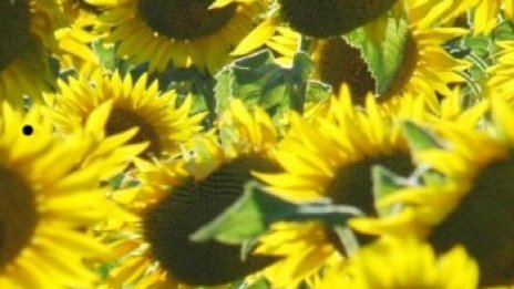 Слънчогледът помага срещу високо кръвно налягане