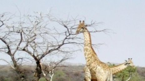 Жираф и коза завързаха необичайно приятелство