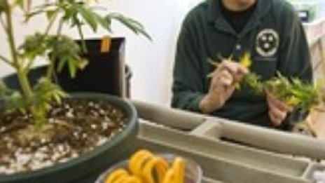 Аржентина легализира марихуаната