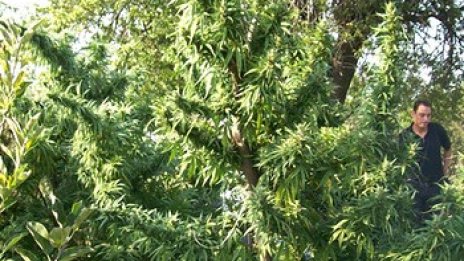 Разходка сред... марихуана