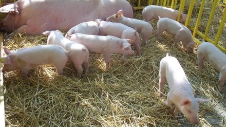 Откриха свински грип и у прасета