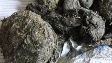 Два тона и половина марихуана хванаха в Холандия