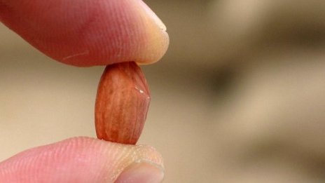 Пет малко известни факта за ядките