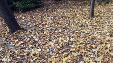 Ловци откриха човешки останки край Павликени