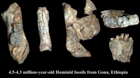 Хоминид на 4,4 млн. години - хит сред откритията на 2009