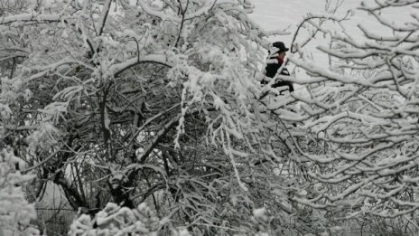 До вторник мръзнем, живакът на Коледа гони 11&deg;