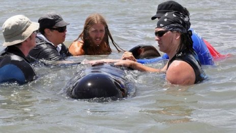 Десетки черни делфини загинаха по бреговете на Нова Зеландия