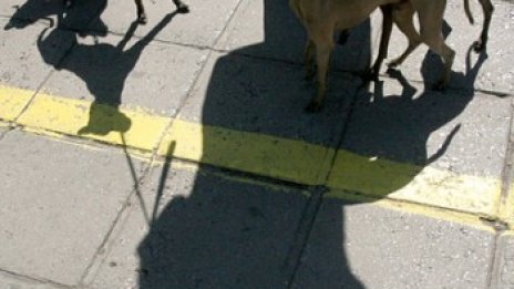 Тръгват хайки за такса куче в София