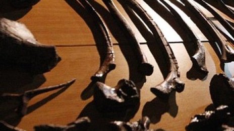 Италиански учени създадоха изкуствени кости