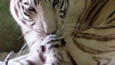 Кадифена лапа или желязна хватка