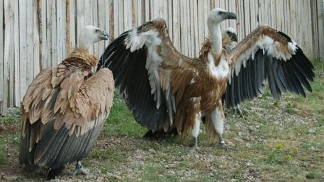 Испания ни подари 26 белоглави лешояда