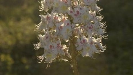 Нови кестени, брези, чинари и липи садят по софийски булеварди