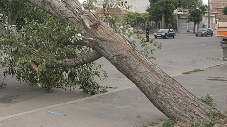 Мъж загина във Варна, след като дърво падна върху колата му