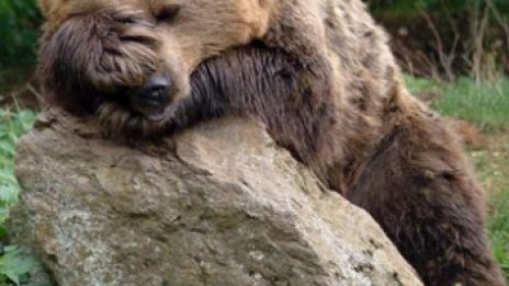 Кой се страхува повече &ndash; мечките или хората?