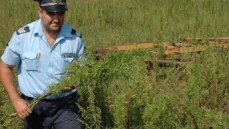 Хванаха 66-годишна да гледа две ниви с канабис