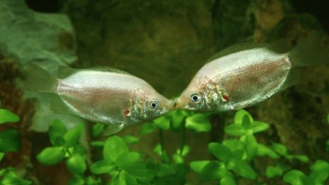 Бъдете верни на жените си, че... ще умрете