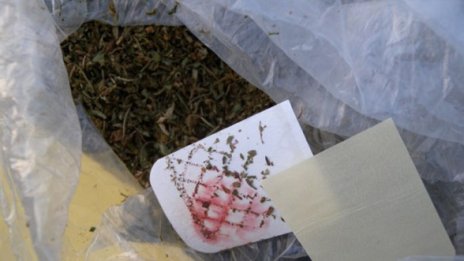 Задържаха двама, отглеждали канабис в Ямбол