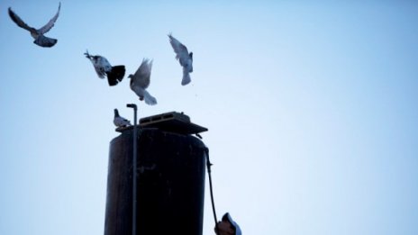 Пощенски гълъби срещу e-писмо