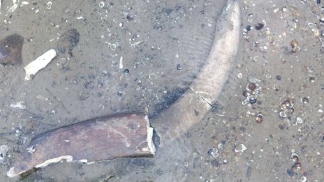Откриха останки от мамут край русенското село Ряхово 