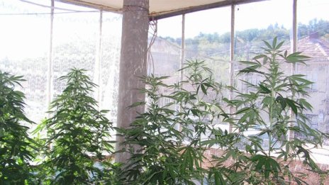Спипаха марихуана, виряла си на столичен балкон