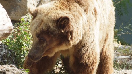WWF Bulgaria след атаката на мечките: Витоша не е градски парк 