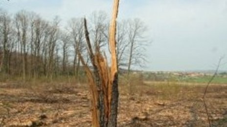 Хванаха опустошители на гората в резервата Купена