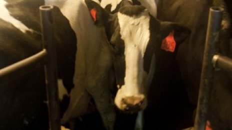 Създадоха мляко за сън. Лекарите - скептични