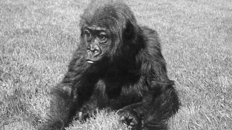 Първата целувка се е случила преди около 20 млн. години между примати