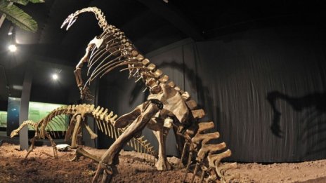 Откриха запазил се цвят от ерата на динозаврите