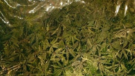 Закопчаха доставчик на марихуана на едро в София