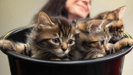 Нова къща с ново коте