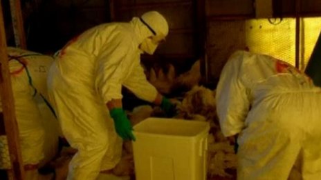 Военни се включиха в убиването на пилета в Япония