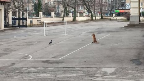 Необичайно: Лисица се разходи в двора на училище в центъра на София 