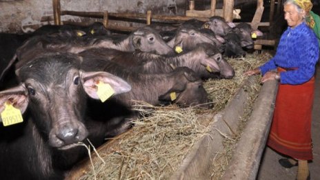 На 86 000 ферми у нас хигиената им куца