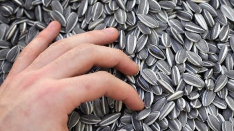 100-те кила семки (керамични) продадени за $563 800