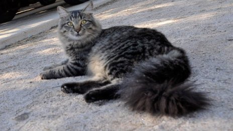 Котарак клептоман откраднал над 600 вещи