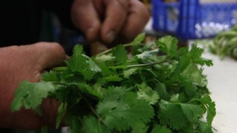 Срещу пролетна умора – прочистване на организма от токсини
