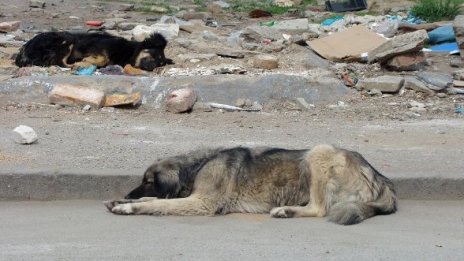 Започна кастрация на бездомни кучета в София