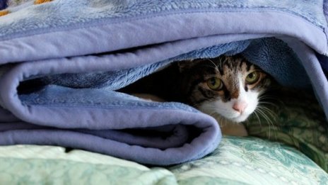 Собственик на котка с пет уши я сватоства за четириух котак