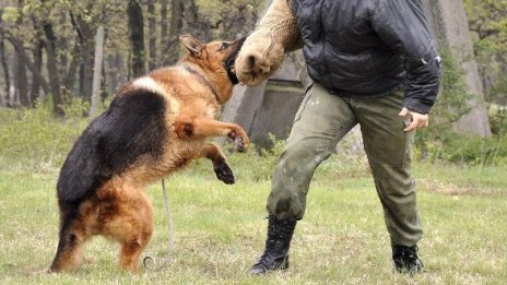 Съдят американец, лаял по полицейско куче